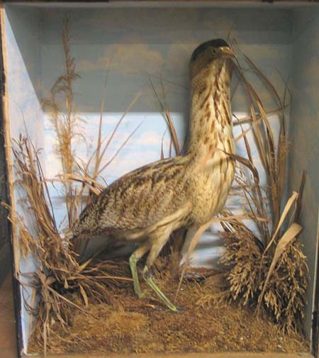 norfolkbittern[1].JPG